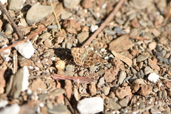 Carcharodus