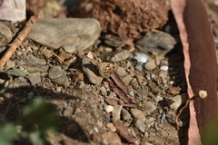 Carcharodus