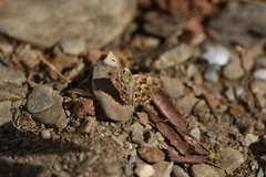Carcharodus