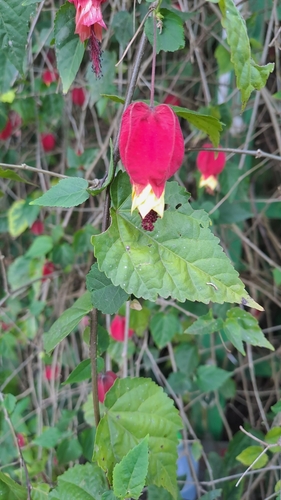 Foto de Malvavisco