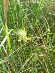 Rhinanthus serotinus