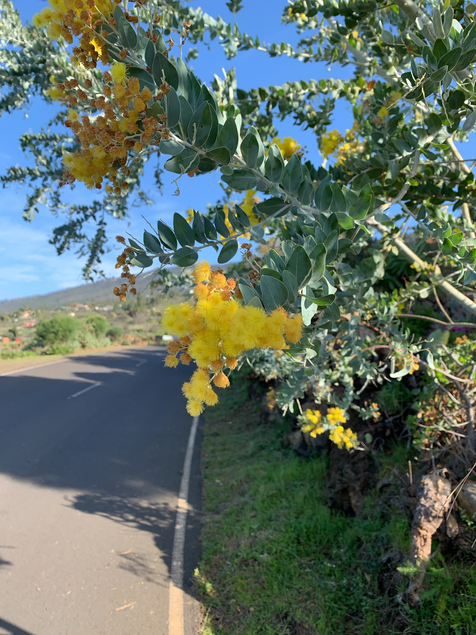 Imagem de Acácia-mimosa