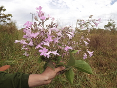Fridericia platyphylla