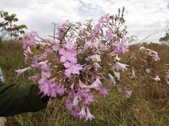 Fridericia platyphylla