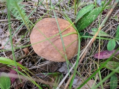 Leccinum scabrum