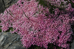 Silene acaulis acaulis