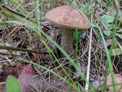 Leccinum scabrum