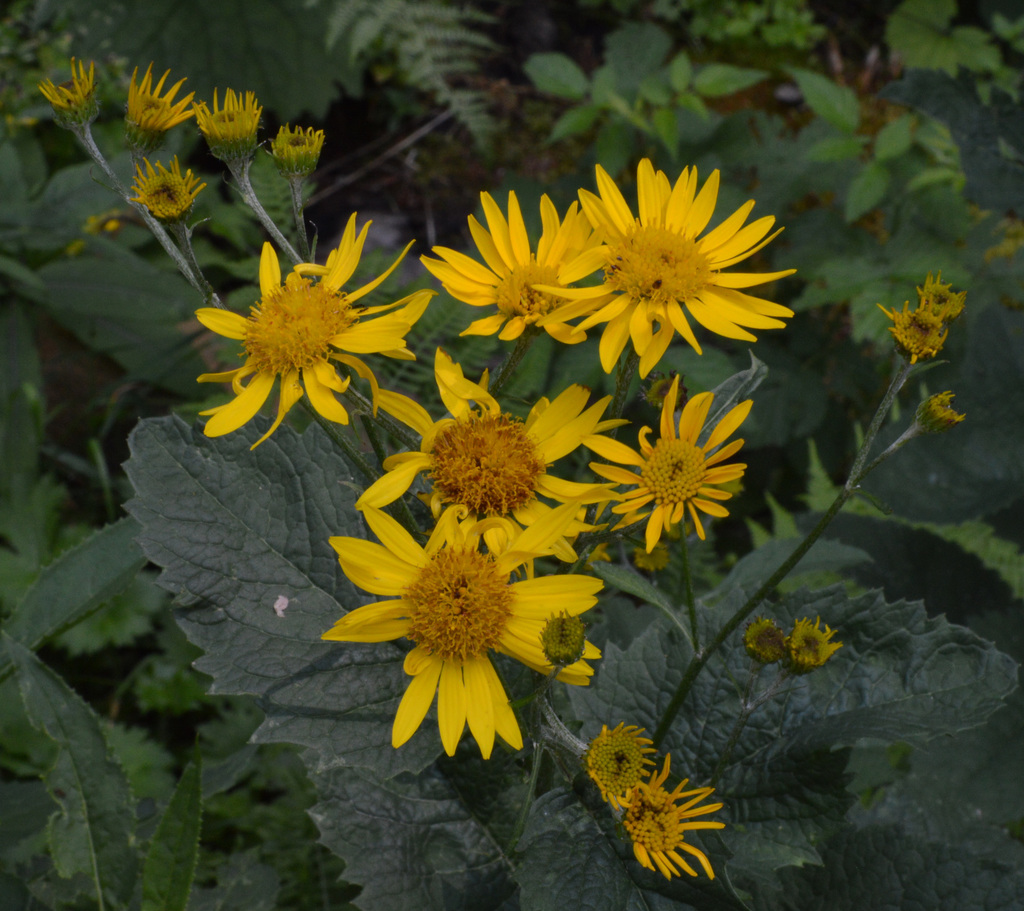 Jacobaea alpina (Jacobaea alpina)