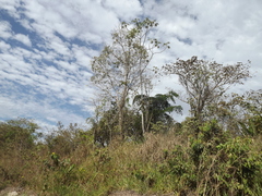 Handroanthus serratifolius