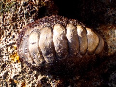 Acanthopleura brevispinosa image