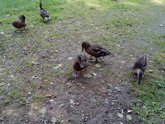 Anas platyrhynchos