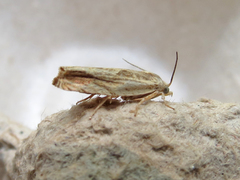 Eucosma umbrastriana