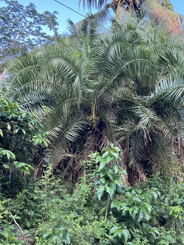 Foto de Palmeira fenix