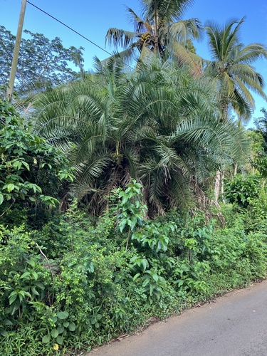 Foto de Palmeira fenix