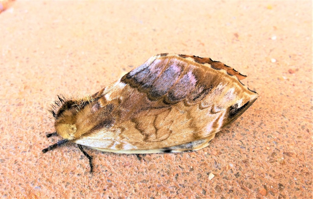 Molippa simguiana