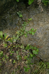 Veronica lanceolata