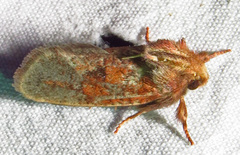 Acrolophus plumifrontella
