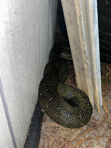 Diamond Python sighting