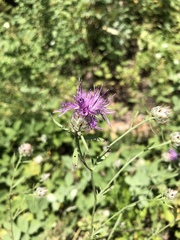 Centaurea