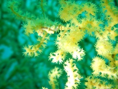 Hippocampus bargibanti