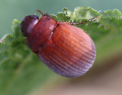 Maladera holosericea