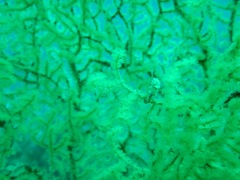 Hippocampus bargibanti