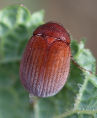 Maladera holosericea