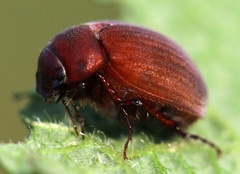 Maladera holosericea