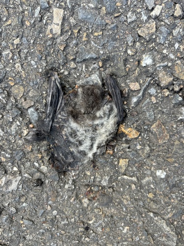 Fea's Tube-nosed Bat (Murina feae) — Least Concern Mammalia