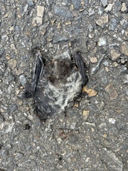 Fea's Tube-Nosed Bat photo 1