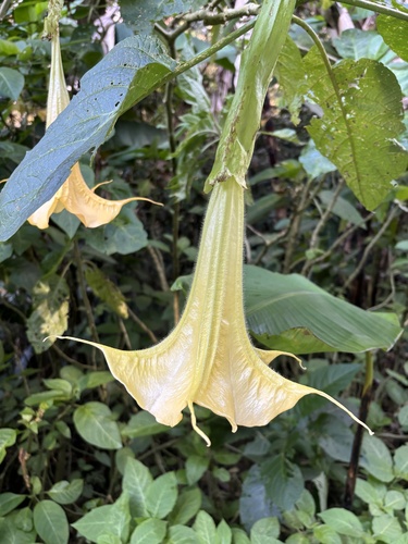 Foto de Trombeta-de-anjo