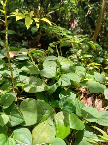 Foto de Peperômia