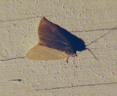 Protodeltote albidula