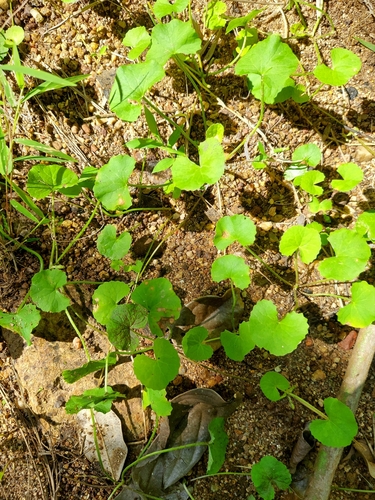Foto de Centella