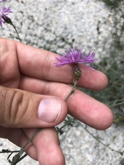 Centaurea stoebe australis