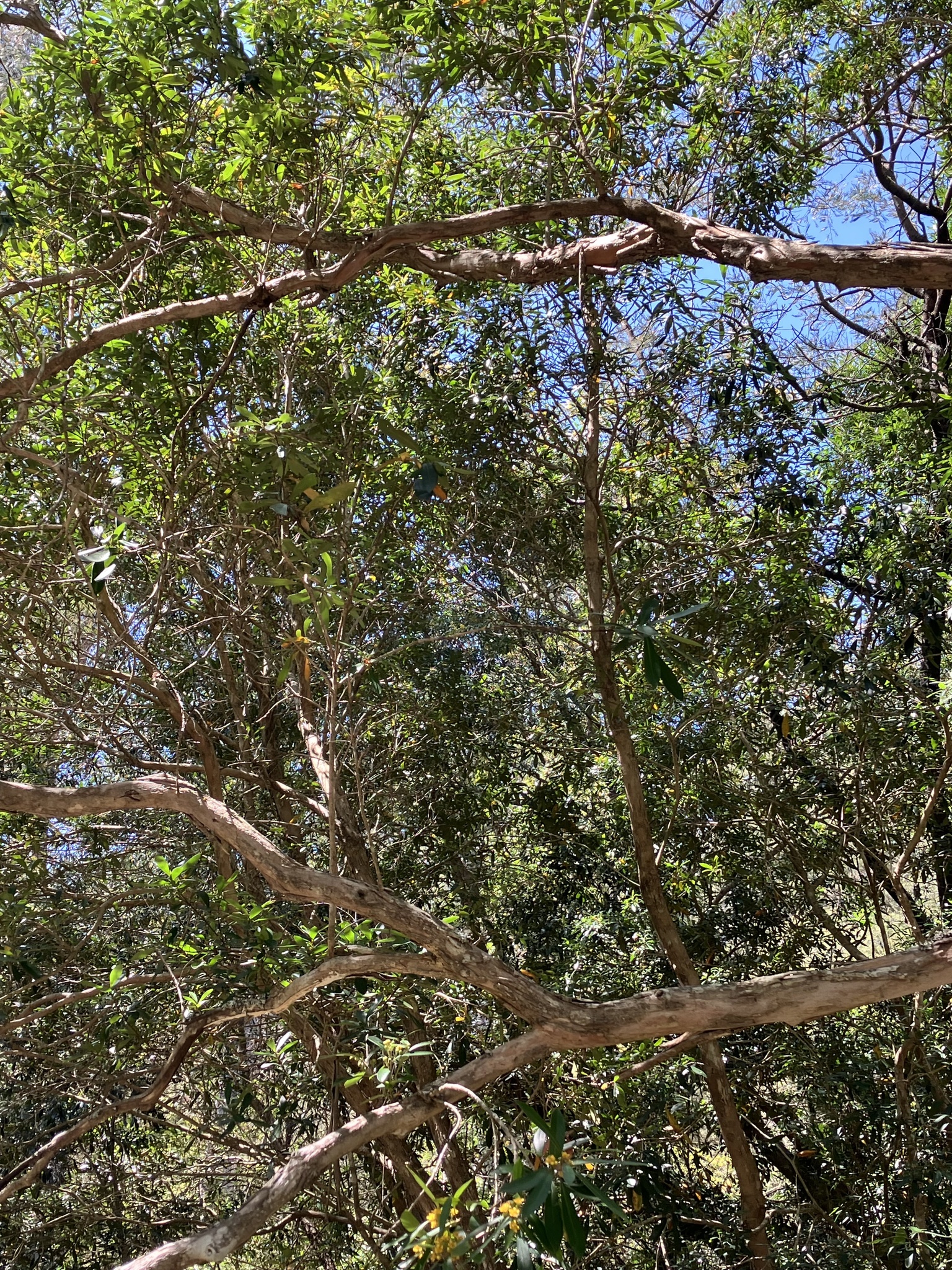Imagem de Árvore-do-rio