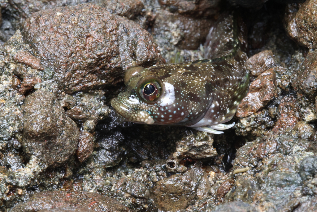 Foureye Rockskipper