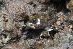 Foureye Rockskipper photo 1
