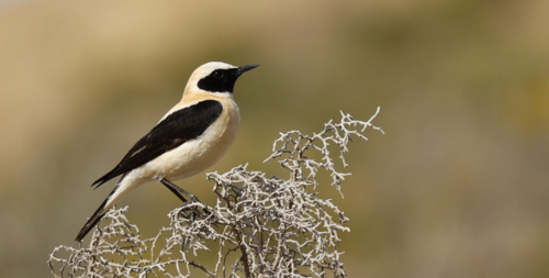 Western Black-eared Wheatear