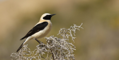 Black-Eared Wheatear photo 2