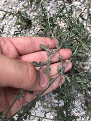 Centaurea stoebe australis