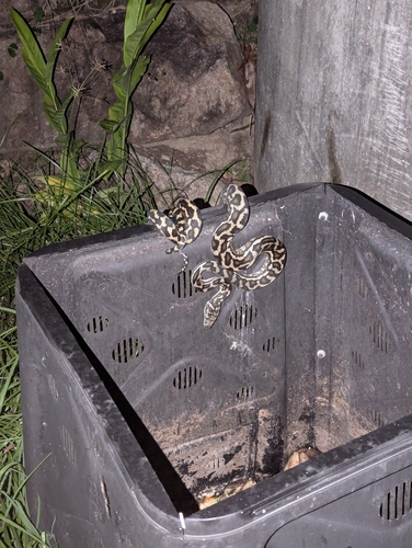 Coastal Carpet Python sighting