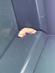 Plagodis phlogosaria