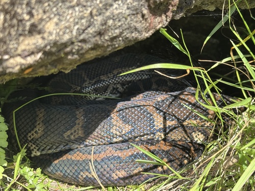 Coastal Carpet Python sighting