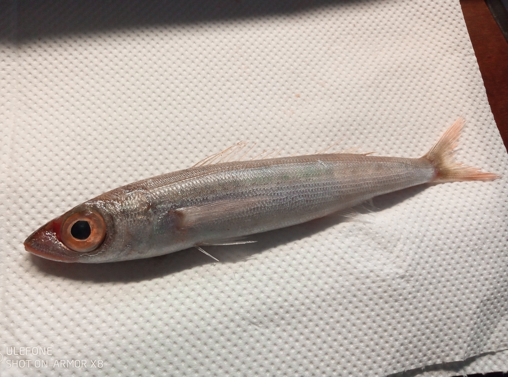Curled picarel (Centracanthus cirrus) — Sparidae
