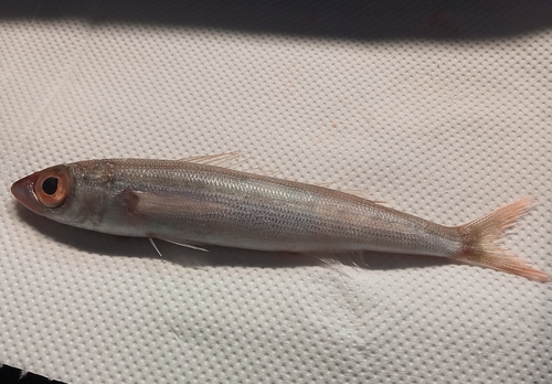 Curled picarel (Centracanthus cirrus) — Sparidae — 2