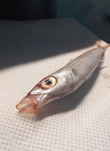 Curled picarel (Centracanthus cirrus) — Sparidae — 3