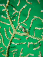 Hippocampus bargibanti