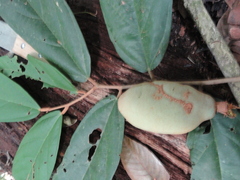 Theobroma subincanum