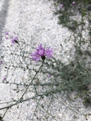 Centaurea stoebe australis